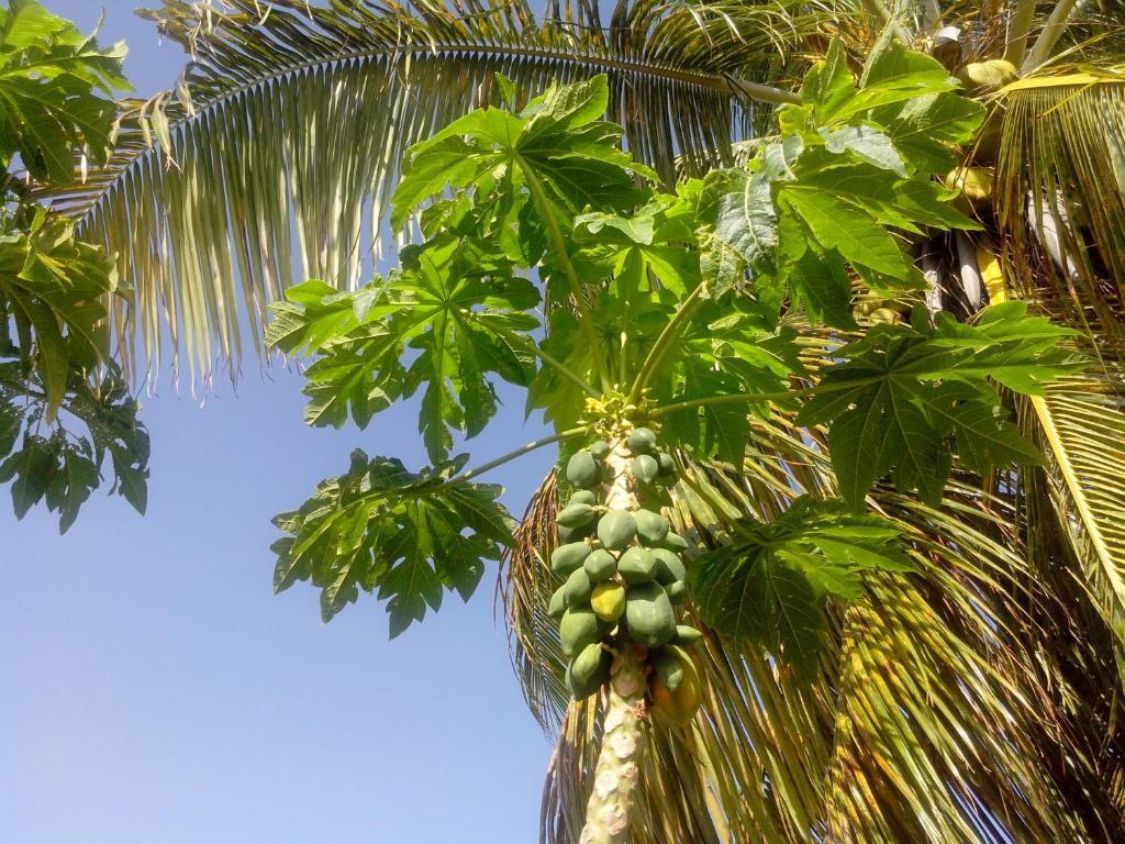 Maison Des Alizes Gros Cap ภายนอก รูปภาพ